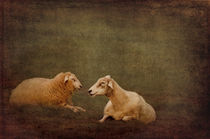 The smiling Sheeps  von AD DESIGN Photo + PhotoArt