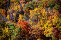 A Bird's Eye View Of Autumn by Chris Lord