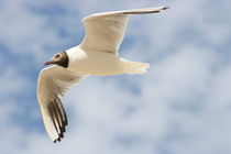 Lachmöwe  Black-headed Gull  (Larus ridibundus) by hadot