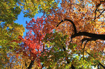 Farben des Herbstes von Wolfgang Dufner