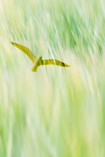 Soaring bird by Lars Hallstrom