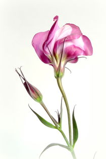 Eustoma von Kerstin Runge