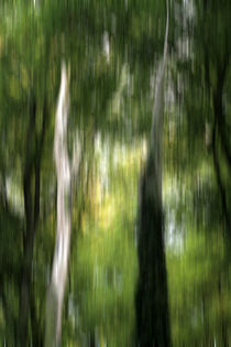 Herbstwald by jaybe