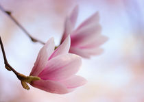 Magnolienblüte  von Violetta Honkisz