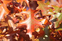 Sumpfeichenblätter im Herbst by alsterimages