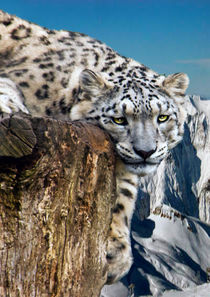 snow lepard von Doug McRae