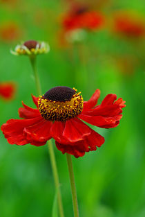 'Helenium Hybride ' von Violetta Honkisz