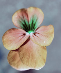Blütenbild von jaybe