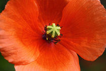 Mohn - poppy von ropo13