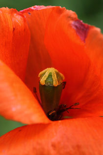 Mohn - poppy von ropo13