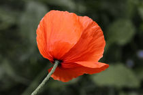 Mohn - poppy by ropo13