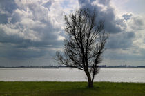 Baum am Dollart - Tree at the Dollard  von ropo13