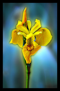 Yellow iris by Doug McRae