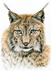 Der Luchs von Nicole Zeug