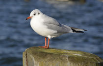 Lachmöwe von Eberhard Loebus