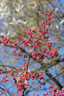 ROT/Silber/BLAU von Ivonne Wentzler