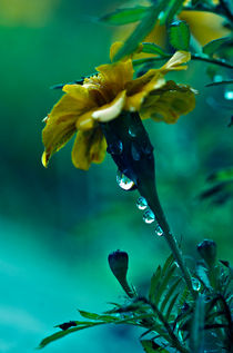 rainy flower von emanuele molinari