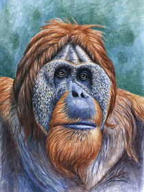 Orang Utan by Nicole Zeug