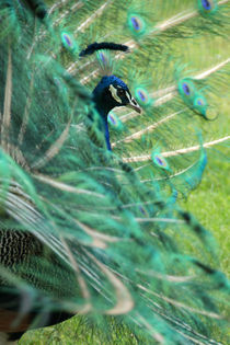 Peacock behind feather veils - Pfau hinter Federschleier by Ralf Rosendahl