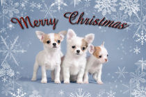 Chihuahua puppies christmas card