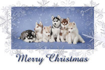 Husky Christmas card 