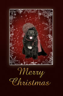 Newfoundland puppy Christmas card