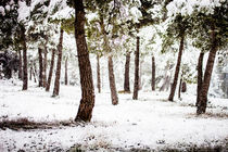 White Forest von Marc Garrido Clotet