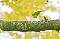 Ginkgo by Eckart  Mayer