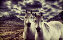 White Stallions by Sam Smith