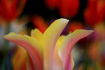Tulip multicolor von Jutta Ehrlich