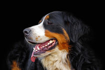 Berner Sennenhund von ir-md