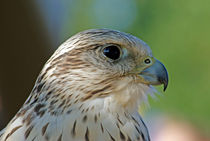 Falke (Falco cherrug)  von ir-md