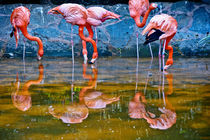 Pelicans reflections von Carlos Garijo