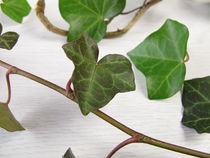 Efeu, Hedera helix von Heike Rau