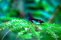 Tropischer Schmetterling im Grünen by Gina Koch