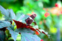Tropischer Schmetterling im Grünen von Gina Koch