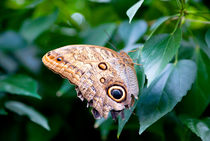 Tropischer Schmetterling im Grünen by Gina Koch