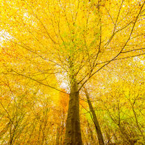 Herbstliche Baumkrone, gelb-orange von Thomas Joekel