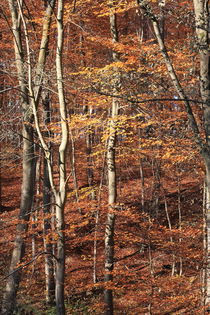 Autumn colors von Jutta Ehrlich