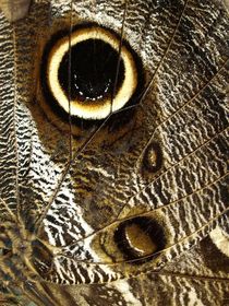 Schmetterling-Makro,Bananenfalter (detail of owl butterfly, caligo eurilochus) von Dagmar Laimgruber