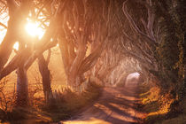 The Dark Hedges von Matthias Haker