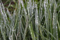 Gras im Regen - Grass in the rain by ropo13