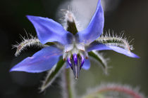 Borretsch - Borage von ropo13