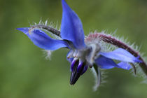 Borretsch - Borage von ropo13