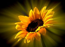Sonnenblume  von Barbara  Keichel