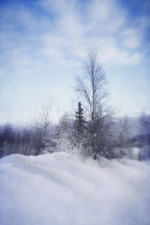 a tree in the cold von Priska  Wettstein