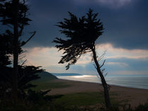 Cedar Silhouettes by Louise Heusinkveld