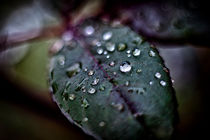 Nature Drops von Tiago Pinheiro