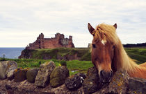 Lovely horse and Tantallon Castle von RicardMN Photography