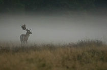 in the mist von axel haudiquet